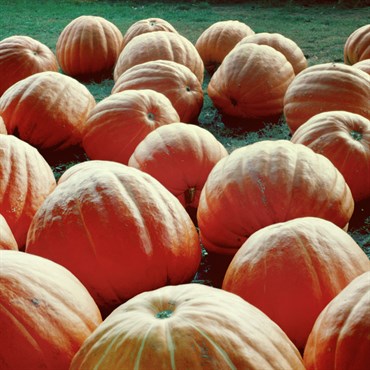 Pumpkin, Atlantic Giant 1/2oz