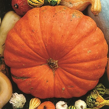Pumpkin, Big Max 1/2oz