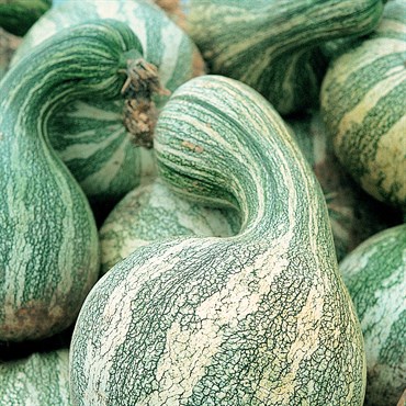 Pumpkin, Green Striped Cushaw 1/2lb