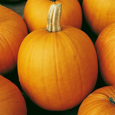 PUMPKIN, CONNECTICUT FIELD 50#