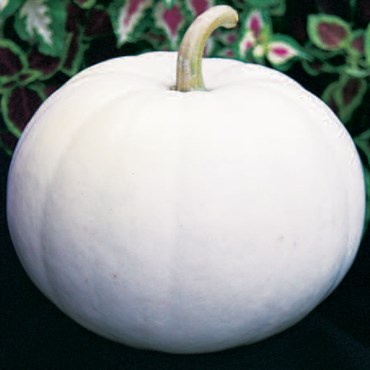 Pumpkin, Lumina White 1/2oz