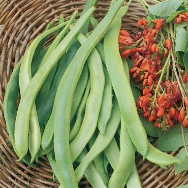 Beans, State Half Runner 1lb