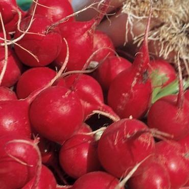 Radish, Champion 1/2oz