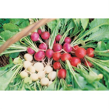 Radish, Easter Egg 1lb