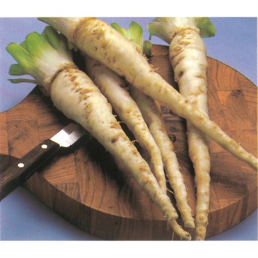 Salsify, Mammoth Island 1/2oz