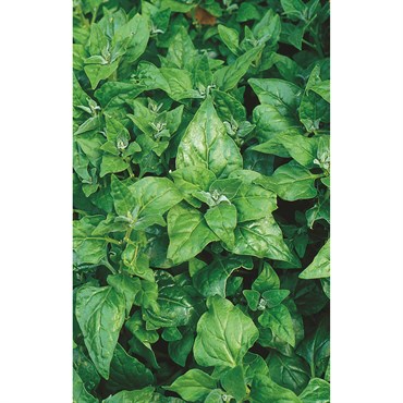 Spinach, New Zealand 1/2oz
