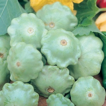 Squash, Bennings Green Tint 1/2oz
