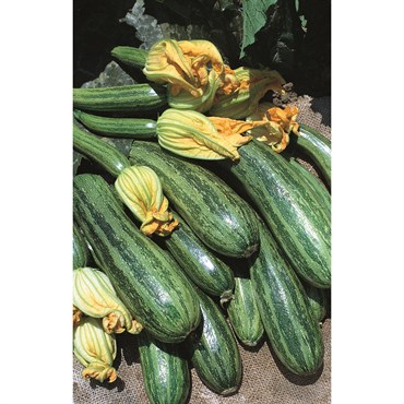 Squash, Cocozelle 1/2oz