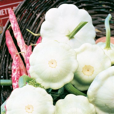 SQUASH, EARLY WHITE BUSH 50#