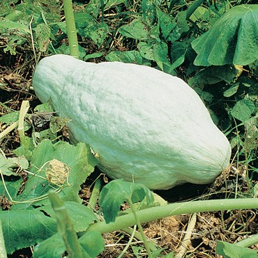 Squash, Improved Green Hubbard 1/2lb