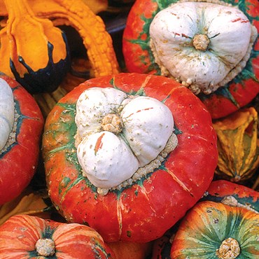 Squash, Turks Turban 1/2oz