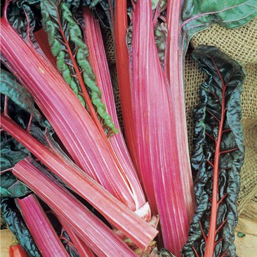 Swiss Chard, Red 1/2oz