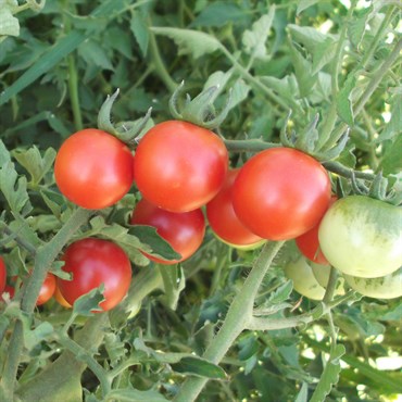 Tomato, Red Cherry 1/2oz