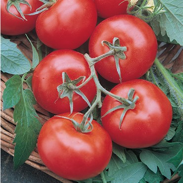 Tomato, Rutgers 1/2oz