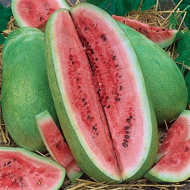 Watermelon, Charleston Grey 1/2