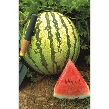 Watermelon, Dixie Queen 1/2oz