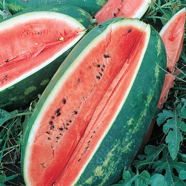 Watermelon, Florida Giant 1/2lb
