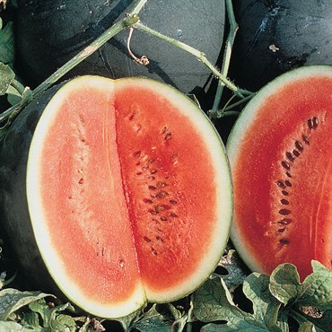Watermelon, Sugar Baby 1/2lb