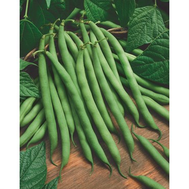 Beans, Bush Organic Blue Lake 50lb