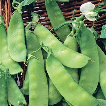 Peas, Dwarf Grey Sugar 50lb