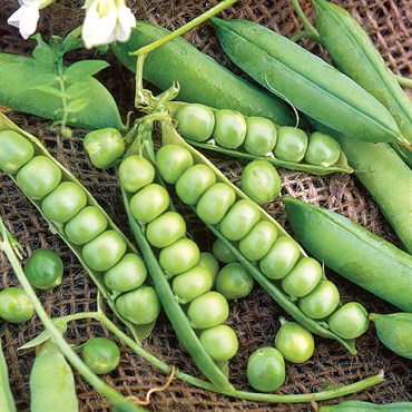 Peas, Little Marvel 1lb