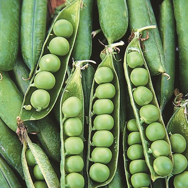 Peas, Early Frosty 50lb