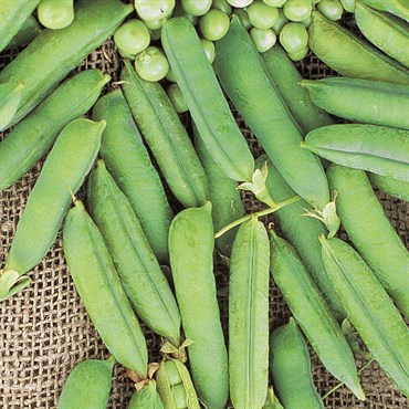 Peas, Maestro Treated 1lb