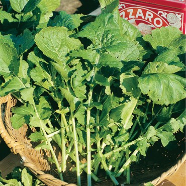 Arugula, Rocket 1/2oz