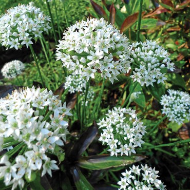 Garlic Chives 1/4oz