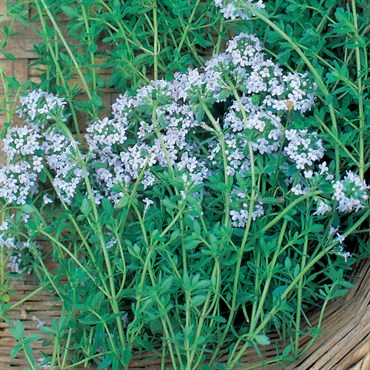 THYME - 1/4 OZ. EACH