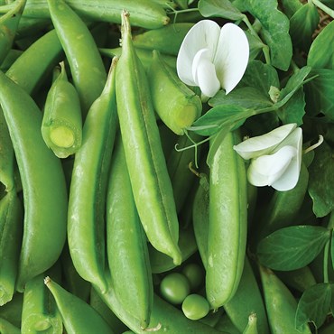 Peas, Cascadia 50lb