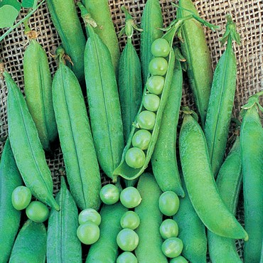 Peas, Lincoln Treated 50lb