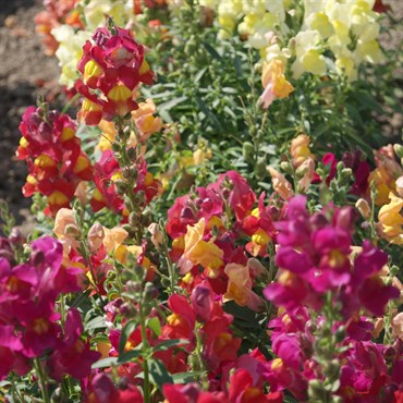 Snapdragon, Magic Carpet kg