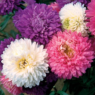 Aster, Crego Mixed 1/4oz