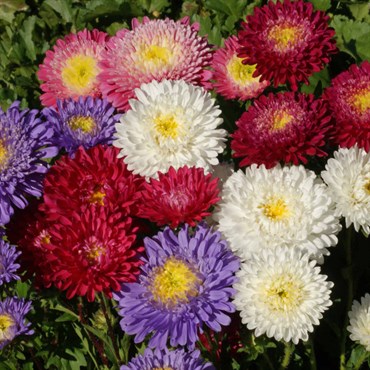 Aster, Powderpuff 1/4oz