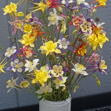 COLUMBINE, MCKANA GIANT MIX LBS