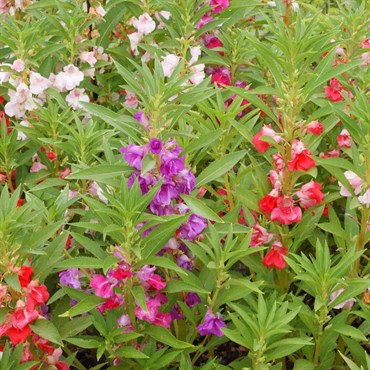 Balsam, Camellia Flower Mix Lbs