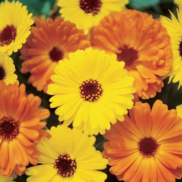 Calendula, Pacific Beauty Mix 1/2oz