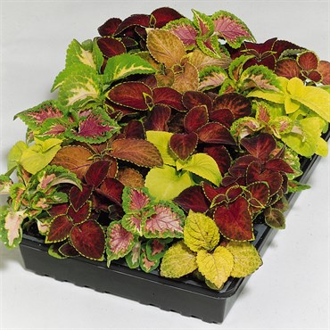 Coleus, Wizard Mix 1000 Seed Count
