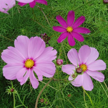 Cosmos, Sensation Mix Lbs