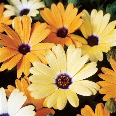 AFRICAN DAISY AURANTIACA MIX LBS