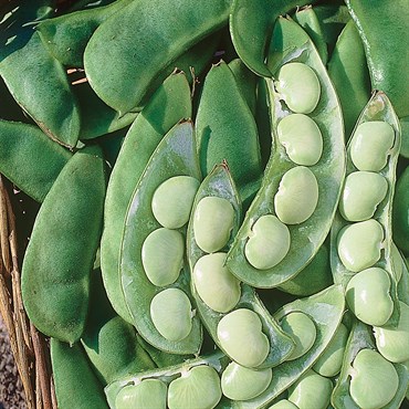 Limas, Cangreen/ Thorgreen 1lb