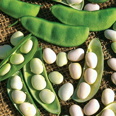 Limas, White Dixie Butterpea 50lb