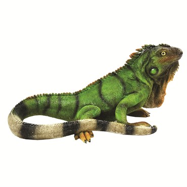 MCarr Iguana Medium