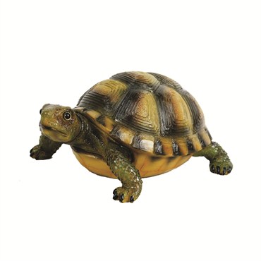 MCarr Desert Turtle