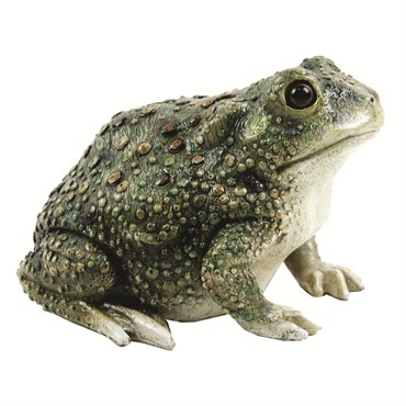 MCarr Texas Toad