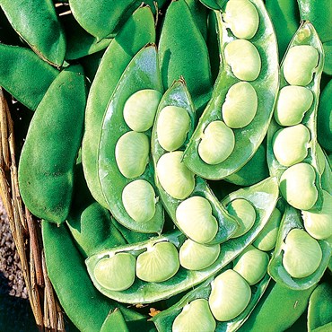 Limas, Thorogreen Treated 50lb