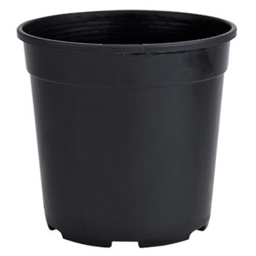 DLN 01.00QT PEREN POT T/W TL  BLK 475/CS 33CS/PL