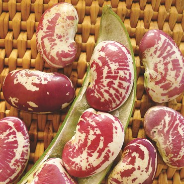 Limas, Giant Calico Pole 1/2lb