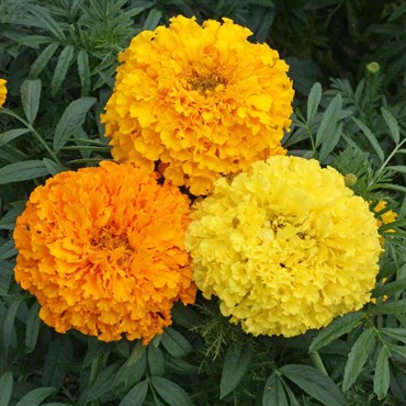 Marigolds, Crackerjack Mix Lbs
